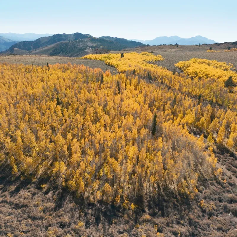 Drone Flights — placeholder imagery